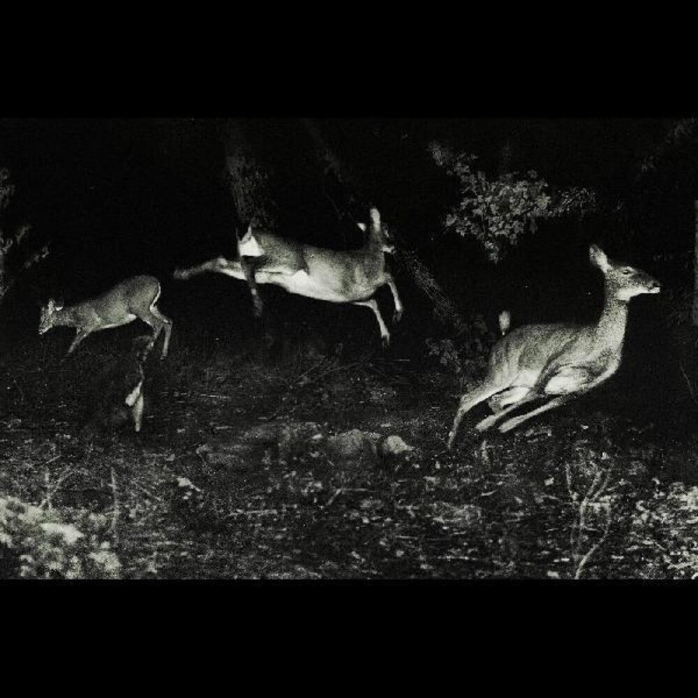 The Trees Were Buzzing, And The Grass.